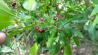 6 Coralberry KILI NJAVAL ARDISIA ELLIPTICA கிளி நாவல் பழம் [upl. by Adara]