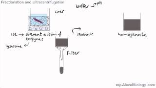 Cell Fractionation and Ultracentrifugation  wwwexamvaultnet [upl. by Lexie]