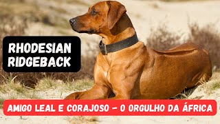 RHODESIAN RIDGEBACK  12 CURIOSIDADES SOBRE O LEÃO DA RODÉSIA UMA RAÇA FASCINANTE [upl. by Lrak]