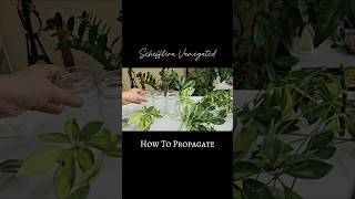 Schefflera Propagation in Water 💚 schefflera indoorplants shorts [upl. by Annawal]