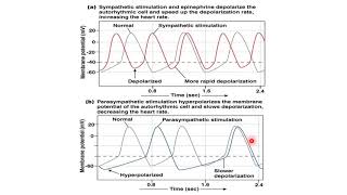 4 Cardiac output [upl. by Hans]