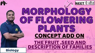 Morphology of Flowering Plants Class 11 Biology NEET  Fruit Seed Fabaceace Solanaceae Liliaceae [upl. by Eittel]