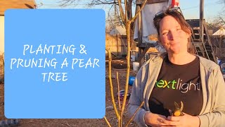 How to Plant Bare Root Pear Tree 🌳 [upl. by Modestine]