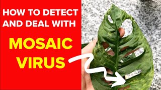 Houseplants How To Detect and Deal With MOSAIC VIRUS [upl. by Assertal]