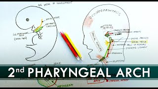 2nd Pharyngeal Arch and its derivatives  Embryology Tutorial [upl. by Aiem]