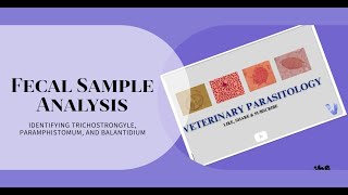 Trichostrongyle egg Parmphistomum egg and Balantidium cyst under Microscope 10x 40x objective [upl. by Attiuqehs]