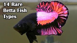 Top Rare Betta Fish Breeds Explore The Best Of Betta Types [upl. by Grey]