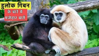 हूलोक गिबन बंदर के बारे में रोचक तथ्य  Interesting facts about hoolock gibban in Hindi [upl. by Ateekram]