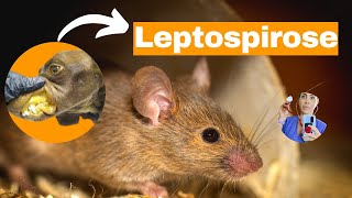 Leptospirose vias de transmissão patogenia sinais clínicos diagnóstico tratamento e profilaxia [upl. by Ynohta]