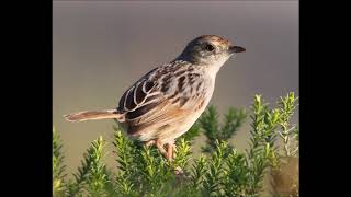 Grey backed Cisticola call [upl. by Hameean499]