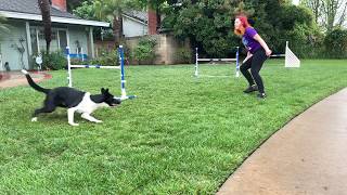 IncredibleDogsAtHome Challenge  Disc Tricks amp Agility [upl. by Shae]