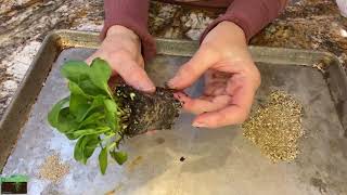 How to Apply Mycorrhizal Fungi and Fertilizer Mix [upl. by Leaw434]