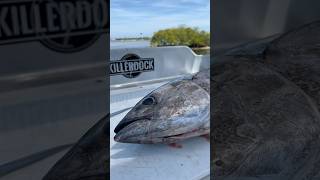 Live Tuna cutting this Saturday at the KillerDock booth at the Ft Lauderdale Boat show [upl. by Rodgers]