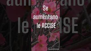 Aumentano le accise [upl. by Nuli717]