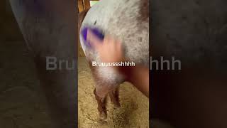 Mini barn vlog Part 1 horse equestrian shortsfeed blowup [upl. by Anerres]