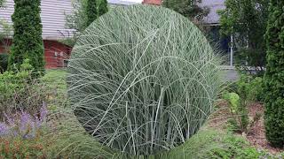 Morning Light Eulalia grass Miscanthus sinensis Morning Light  Plant Identification [upl. by Bubb725]