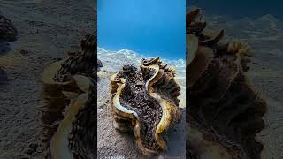 Here are five fascinating facts about the giant clam calm fish lovethereef beautifulanimals [upl. by Nerol]