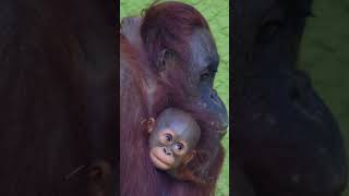 Rufus The Baby Orangutan And His Adorable Mom [upl. by Namas53]