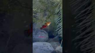 AQUARIUM FISH platyfishYOUTECH 24 [upl. by Neeluj]