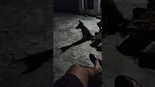 gsd puppy barking [upl. by Dian]