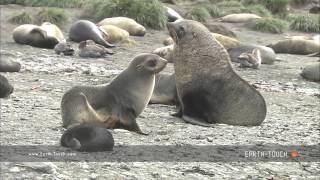 Fur seal mating ritual [upl. by Robinetta]