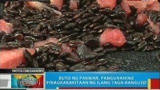 BP Buto ng pakwan pangunahing pinagkakakitaan ng ilang tagaBangued Abra [upl. by Schaffel226]