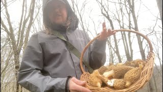 Morels amp More MidApril Mushroom Hunting [upl. by Nrevel738]