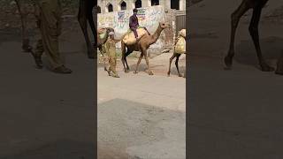 camels 🐪 walking on the road reaction poeple 👀 shorts [upl. by Anivlek]