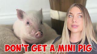 Dont get a mini pig before watching this [upl. by Ait]