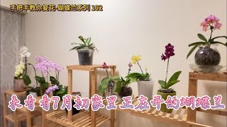 手把手教你复花蝴蝶兰系列 102 来看看7月初家里正在开的蝴蝶兰 [upl. by Eentrok]