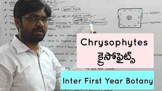 Chrysophytes  క్రైసోఫైట్స్  Inter First Year Botany  4 Marks Questions [upl. by Idisahc821]