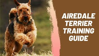 Airedale Terrier Training Guide [upl. by Lekym]