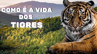 Como é a Vida dos Tigres [upl. by Magulac]