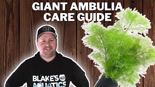 Giant Ambulia Care Guide  How to Grow Propagate and Care for Limnophila Aquatica [upl. by Hailey41]