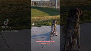 person that sent you this video German Shorthaired Pointer  🤔😳🐶new shorts viral viralshorts [upl. by Cohla]