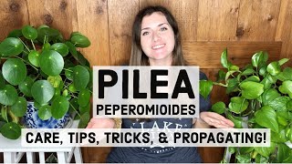 Pilea Peperomioides Plant Care Tips Tricks amp Propagating [upl. by Fredericka603]