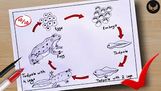 How to draw Life cycle of Frog Diagram drawing  step by step science poster tutorial  easy [upl. by Rehptsirhc7]