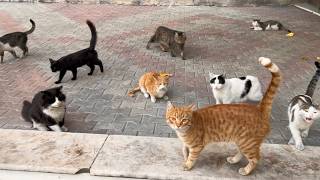 Lovely Stray Cats of the City A Heartwarming Journey [upl. by Weed]