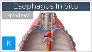 Esophagus location and function preview  Human Anatomy  Kenhub [upl. by Wager]