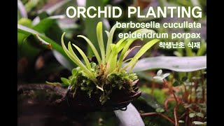 팔루다리움에 착생난초 식재하기Planting Orchids in Paludarium 오키다리움 orchidarium [upl. by Ymarej]