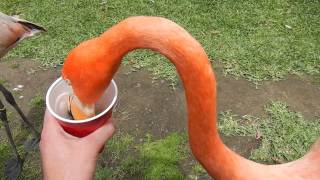 San Diego Zoo  Feeding the Flamingos [upl. by Lauralee]