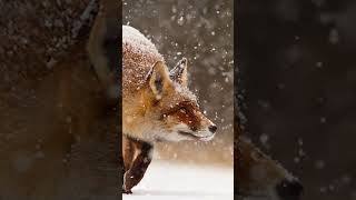 Long snouts protect foxes when they dive headfirst into snow [upl. by Llehcram]