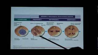 Biology Help Biology 123 Chapter 8 Mitosis and Meiosis [upl. by Duhl950]