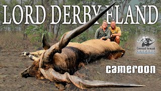 Big Lord Derby Eland GIANT ELAND Cameroon [upl. by Hurley]