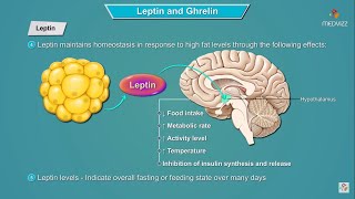 Leptin and Ghrelin hormones mechanism of action  Physiology  USMLE Step 1 [upl. by Rudelson]