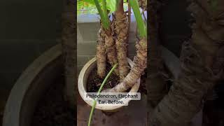 Repotting Plant Philodendron elephant ear Thaumatophyllum Xanadu perth gardening plant [upl. by Anselmi]