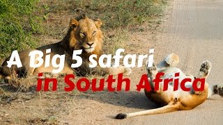 A Big 5 Safari in Kruger National Park [upl. by Shandie]