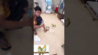 Feeding Baby Caique parrot  Hand Feeding Formula Ravi food medals South Africa হ্যান্ড ফিডিং [upl. by Introk]