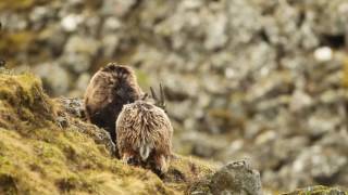 Two subadult wild domestic goats play fighting on hillside Scotland UK [upl. by Ihcalam]