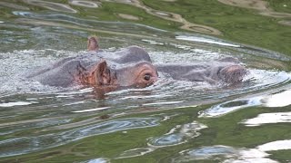 Nijlpaarden Nijlantilopen Sitatoengas  Hippos  Nile lechwes  sitatungas  Beekse Bergen [upl. by Doomham]